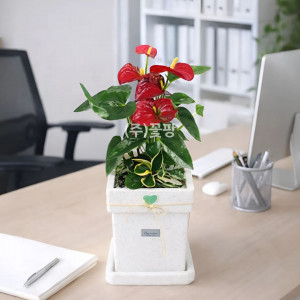 테이블 안시리움