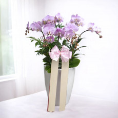 연분홍색 서양란