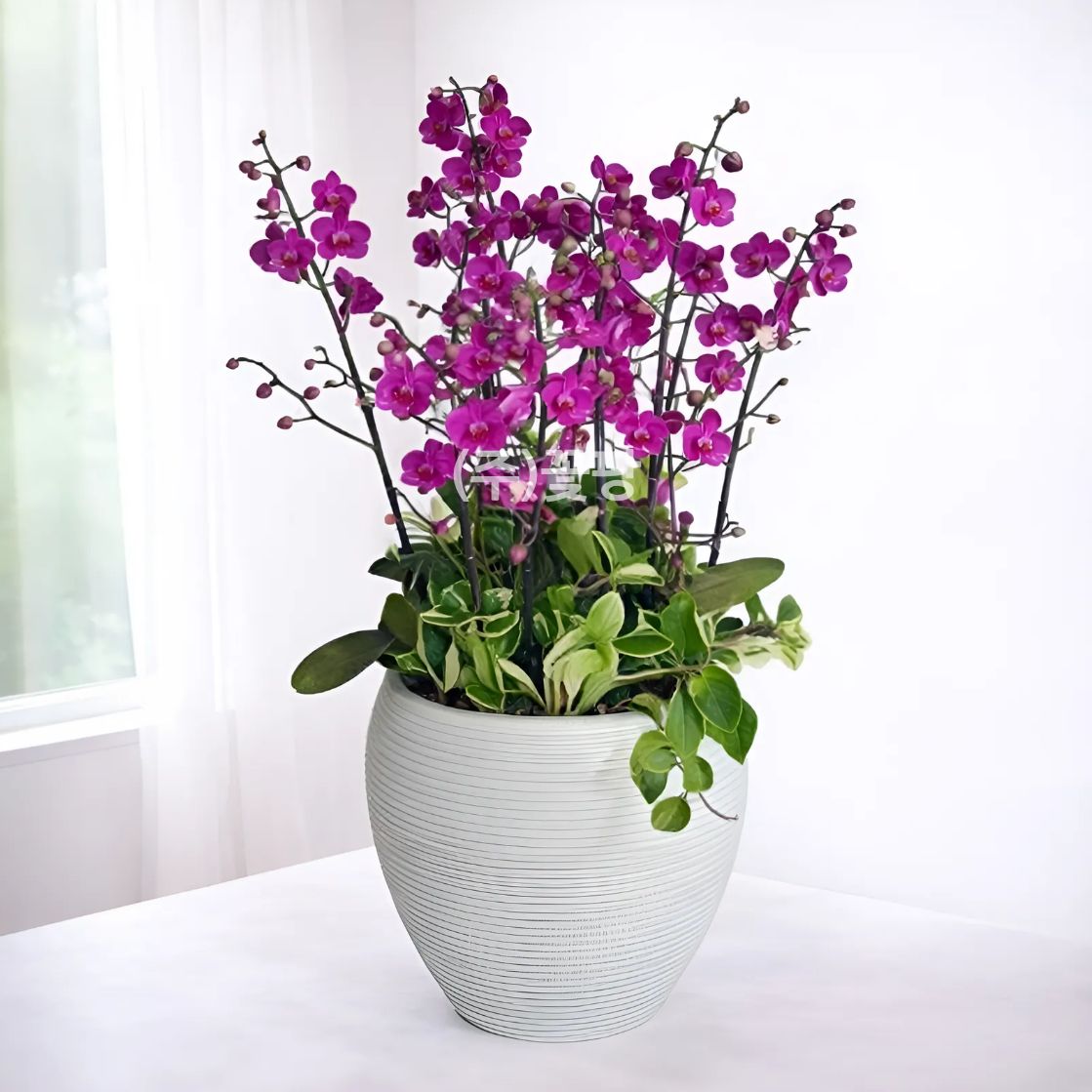 미니만천홍(핑크)