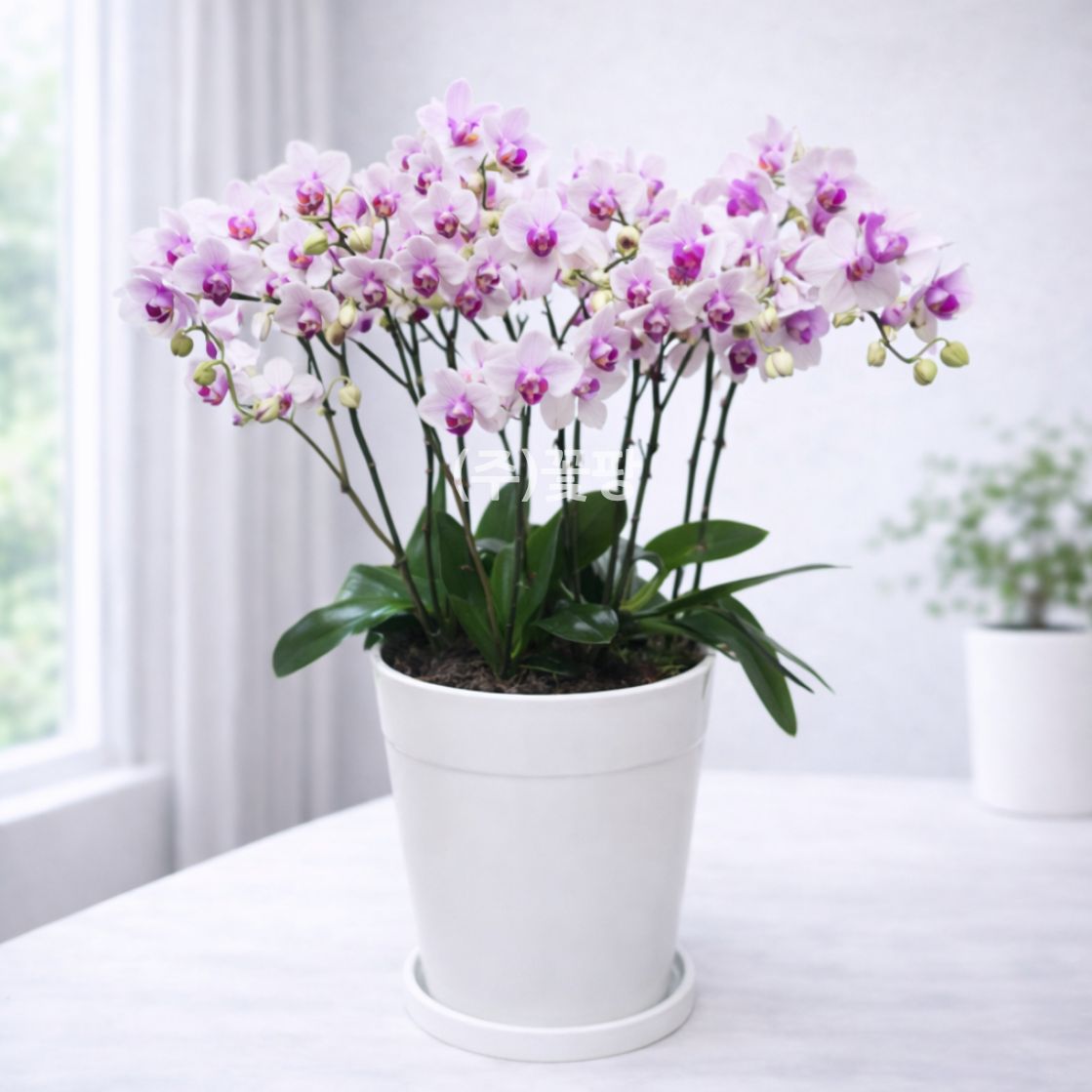 호접(스프링댄스)