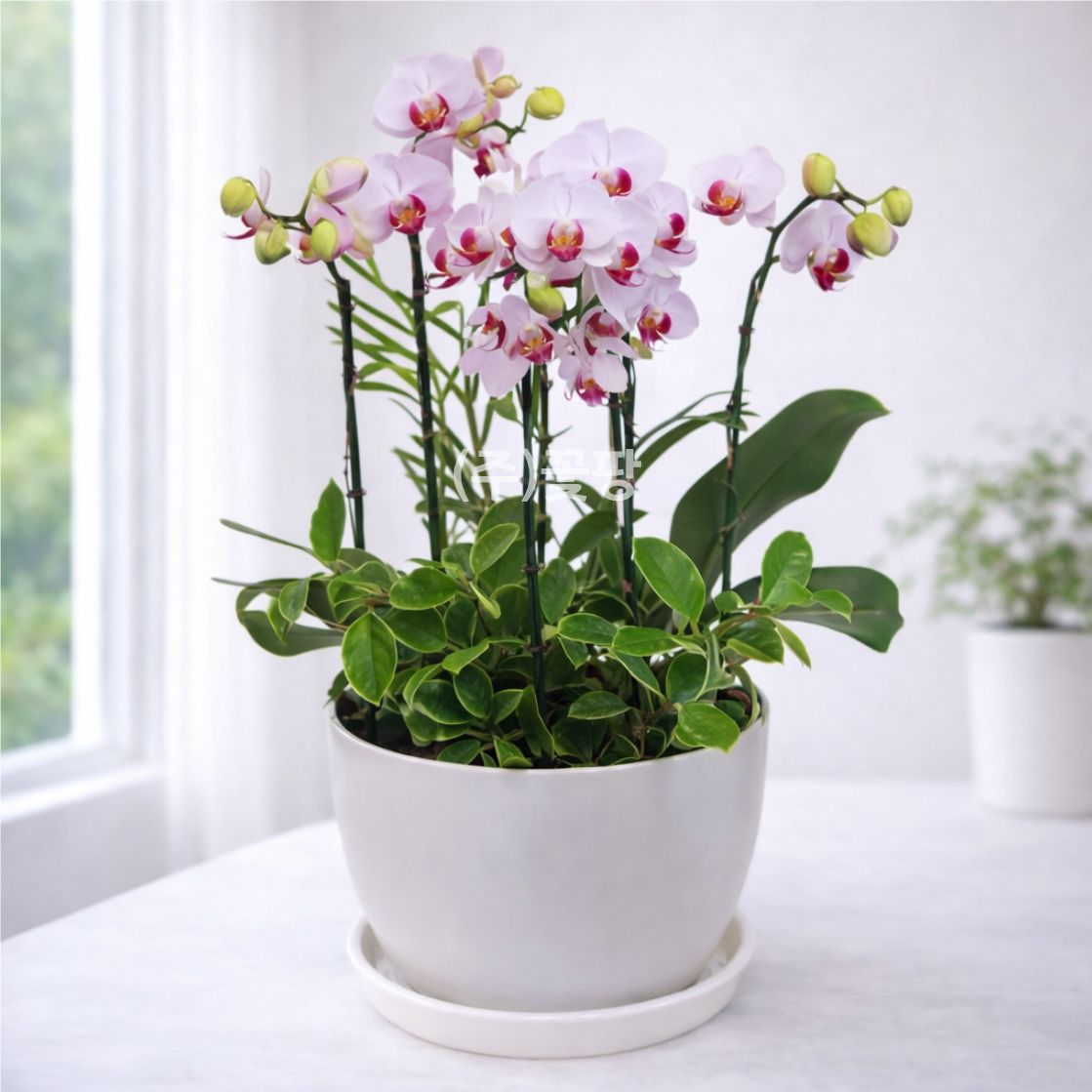 호접(엘레강스)C