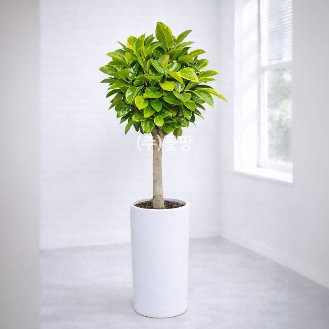 뱅갈고무나무(고급형)