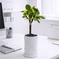 뱅갈고무나무(소)